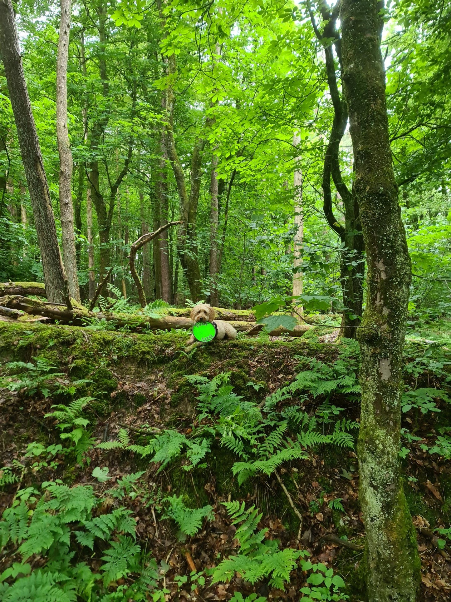 Personalized Dog Frisbee: Safe TPU Pet Toy, Vet-Recommended