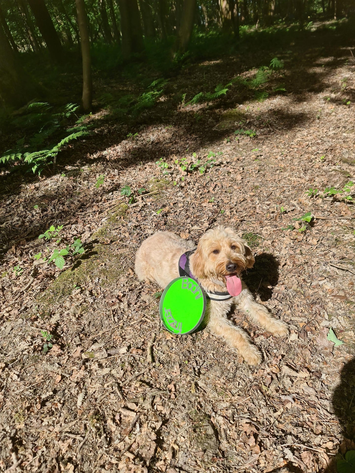 Personalized Dog Frisbee: Safe TPU Pet Toy, Vet-Recommended