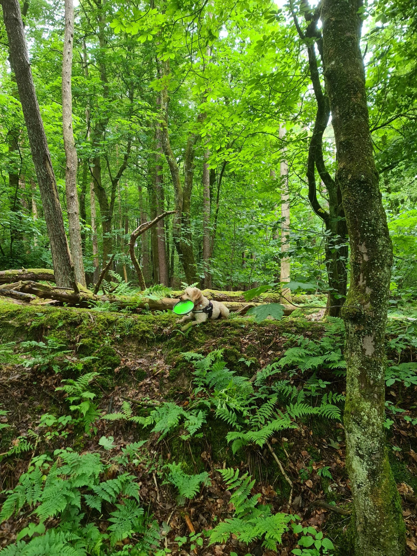 Personalized Dog Frisbee: Safe TPU Pet Toy, Vet-Recommended